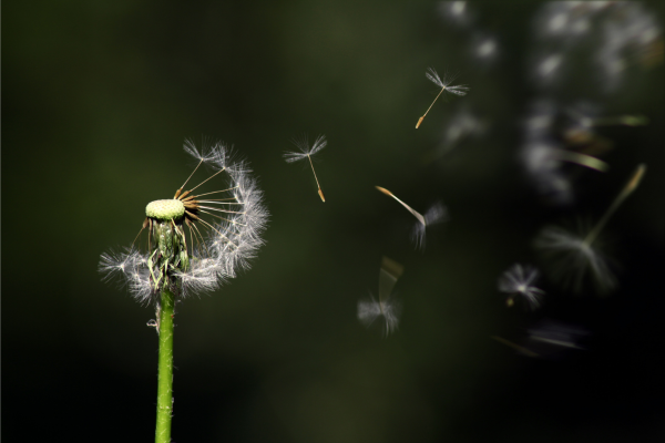 Mudar de vida começa com a mudança de mentalidade da pobreza e da escassez. Para alcançar uma vida mais próspera e satisfatória, é essencial transformar a forma como vemos o mundo e as oportunidades ao nosso redor.